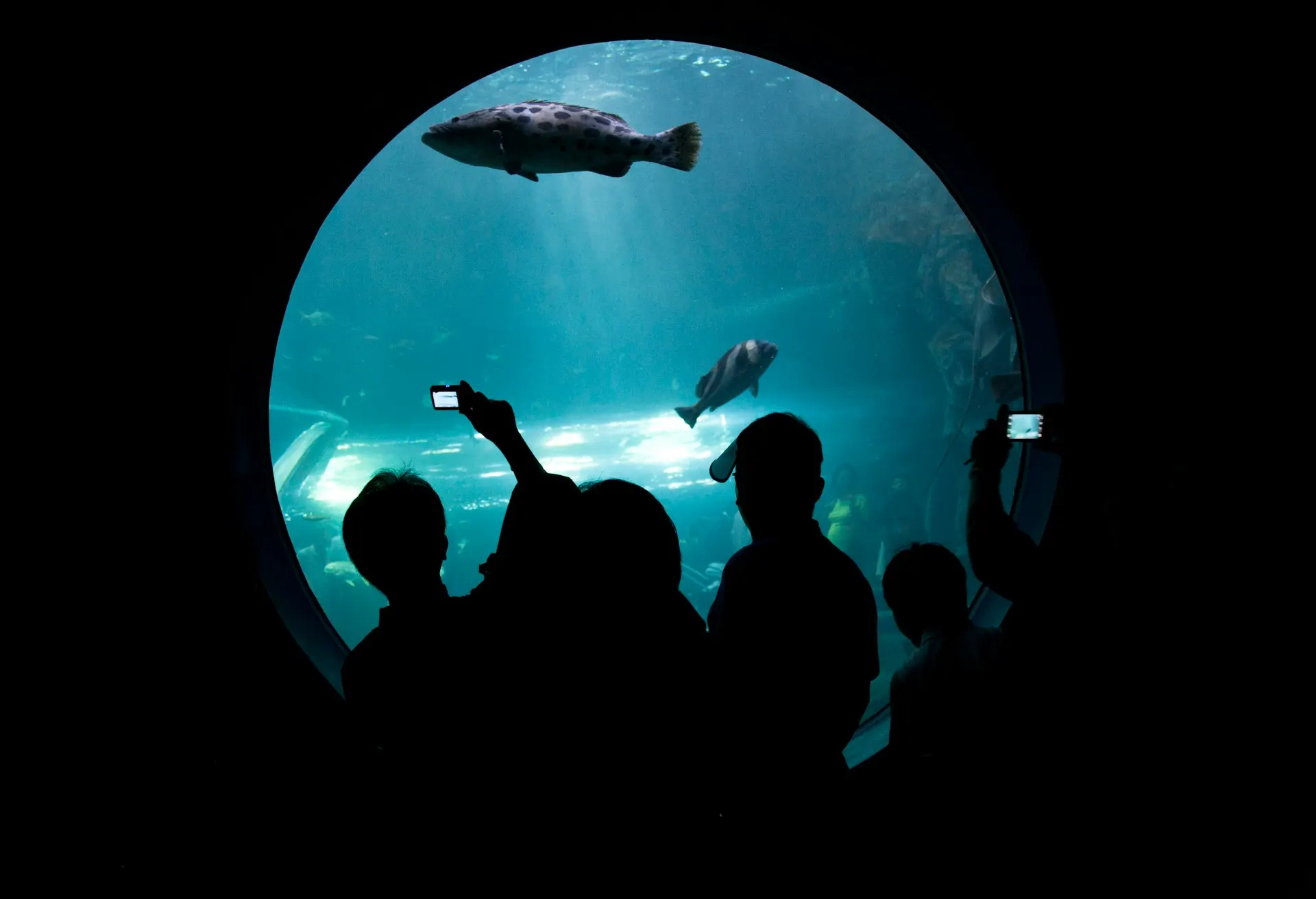 Students silhouetted against a large aquarium tank on a field trip.